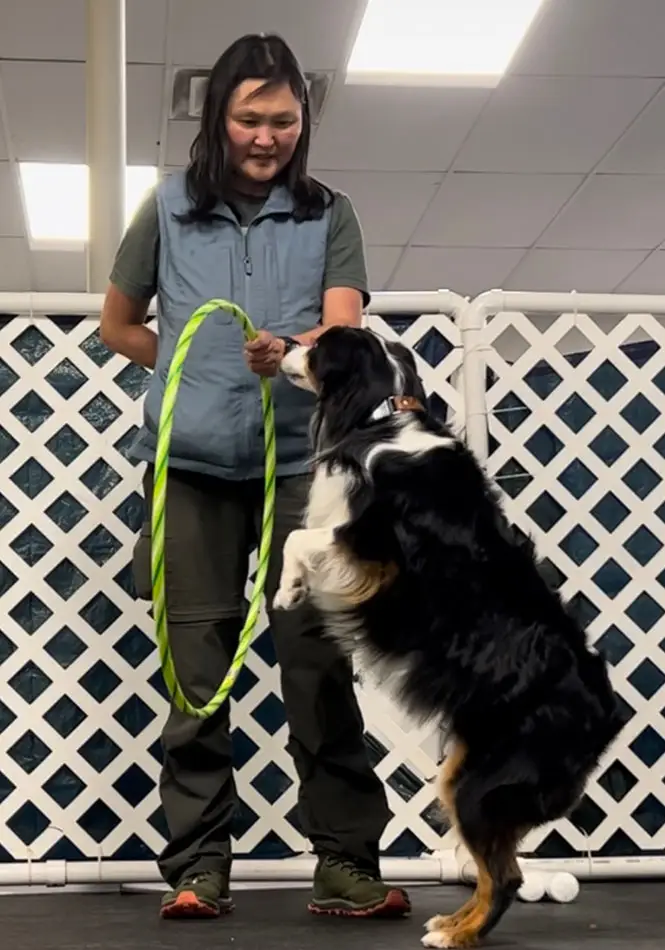 telani lasoleille teaching australian sheperd to jump  through the hoop for trick title.webp